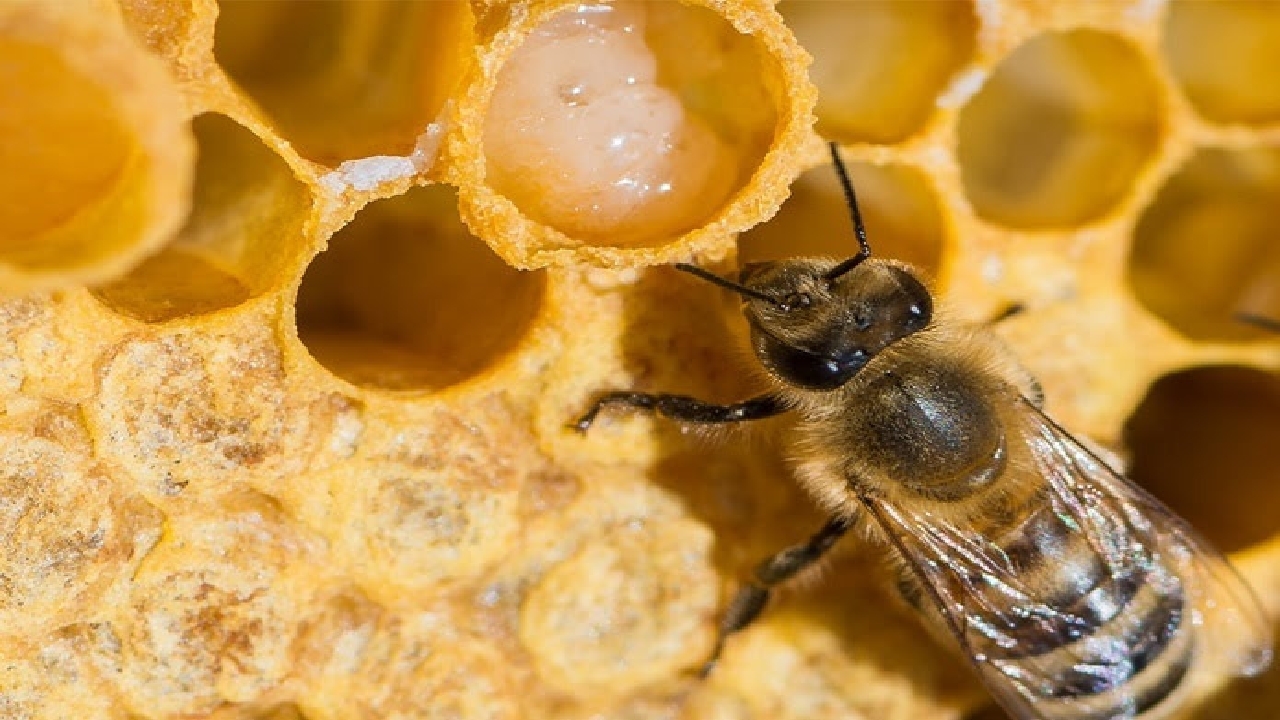 افزایش تولید ژل رویال در گیلان