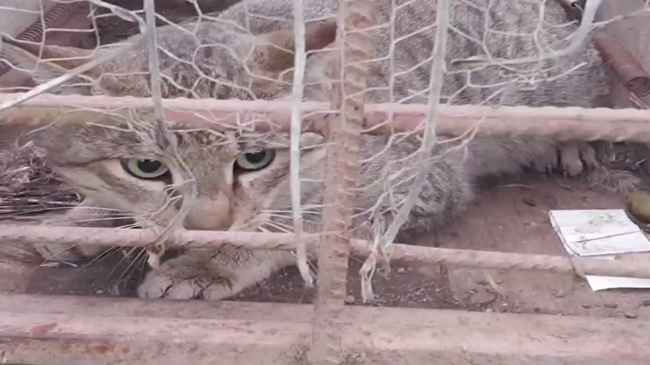 رهاسازی یک قلاده گربه جنگلی در شفت + فیلم رهاسازی یک قلاده گربه جنگلی در شفت + فیلم