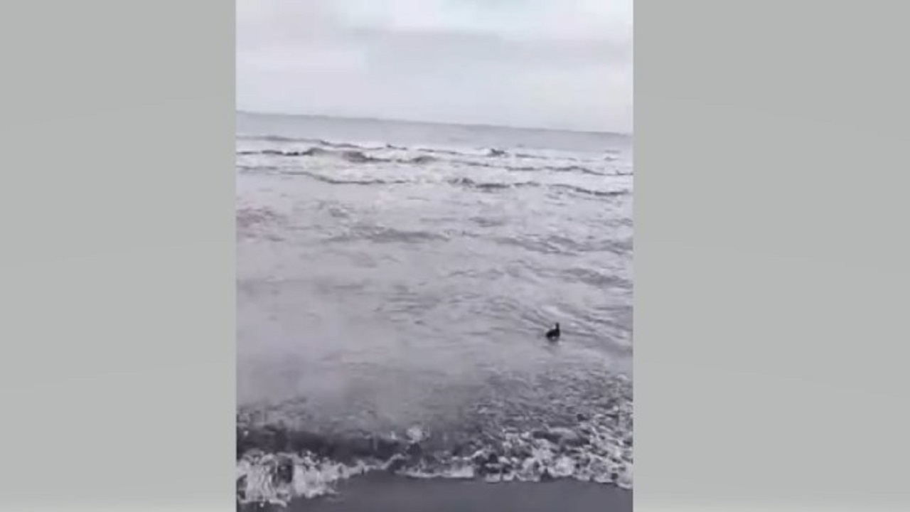 رهاسازی پرنده کشیم گردن سیاه در نوار ساحلی گیلان + فیلم