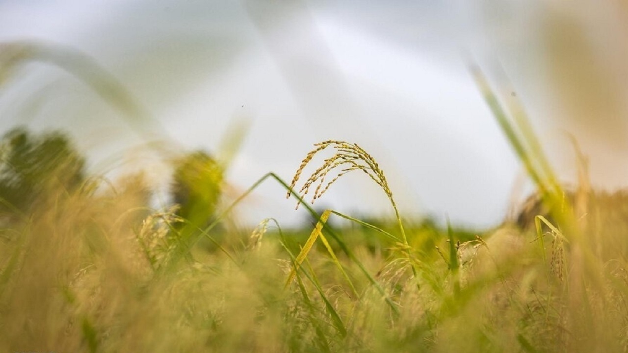 تولید ۵۰ هزار تن راتون در شالیزار‌های گیلان