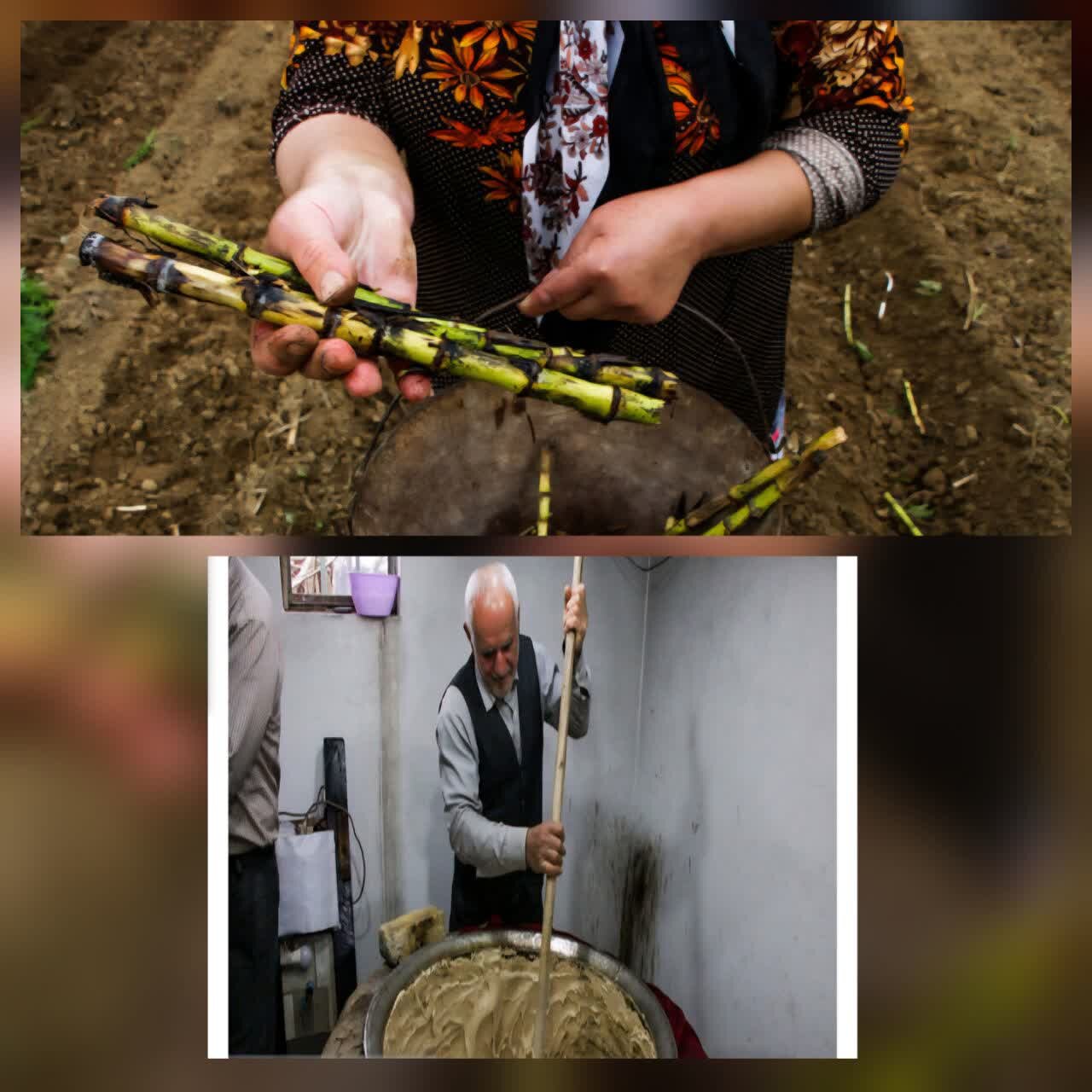 رئیس سازمان جهاد کشاورزی استان خبر داد: شهرستان لنگرود قطب تولید نیشکر است رئیس سازمان جهاد کشاورزی استان خبر داد: شهرستان لنگرود قطب تولید نیشکر است