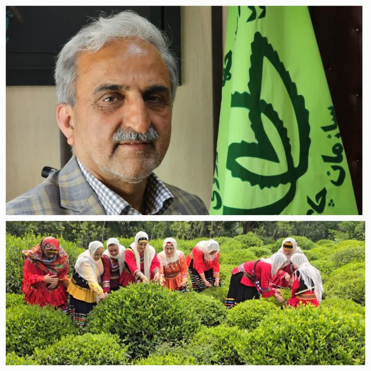 رئیس سازمان چای کشور:رشد چشمگیر صادرات چای ایران؛ بازار داخلی و خارجی تقویت شد رئیس سازمان چای کشور:رشد چشمگیر صادرات چای ایران؛ بازار داخلی و خارجی تقویت شد