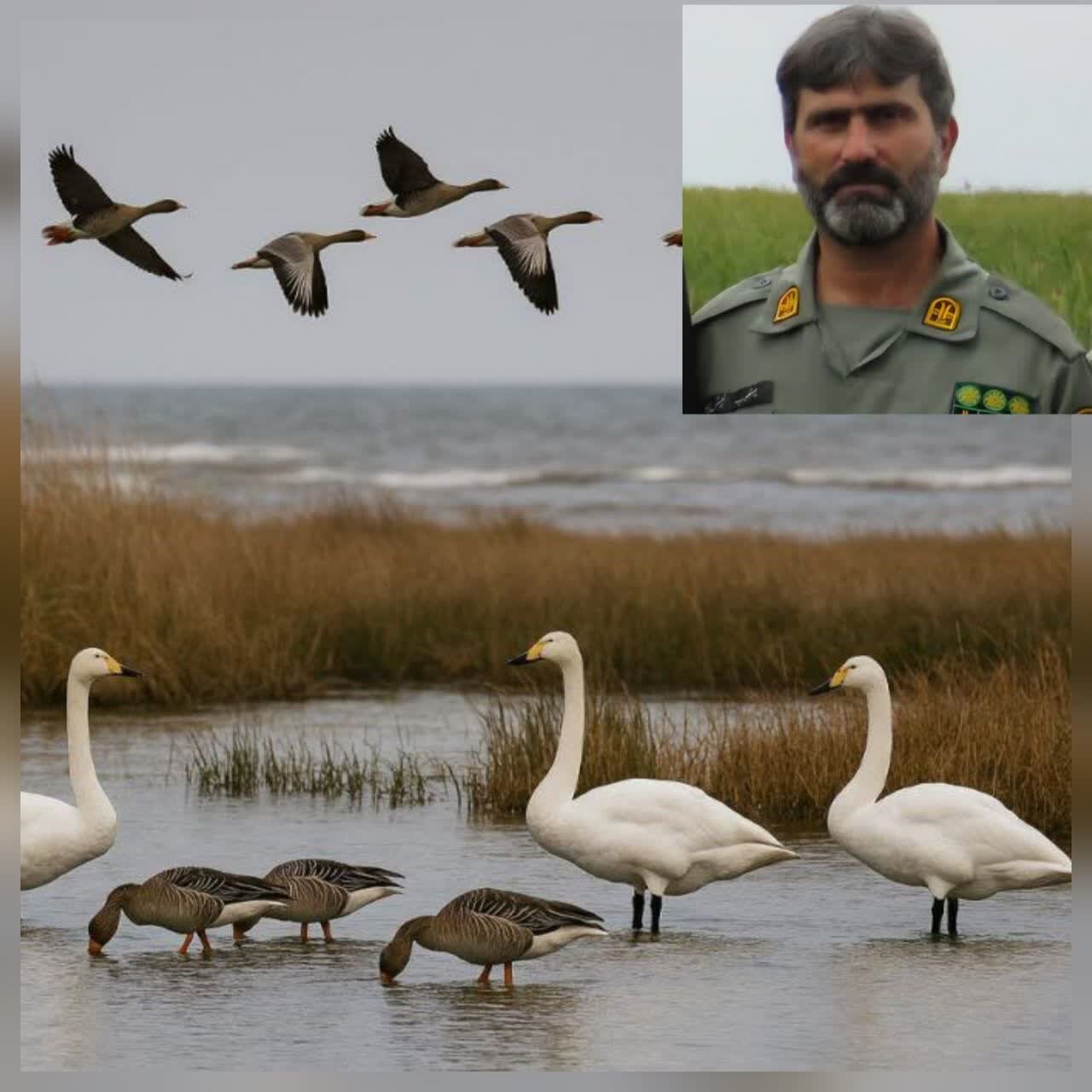 سرپرست اداره پارک ملی خشکی–دریایی بوجاق: آغاز فصل زمستان‌گذرانی پرندگان در تالاب‌های گیلان