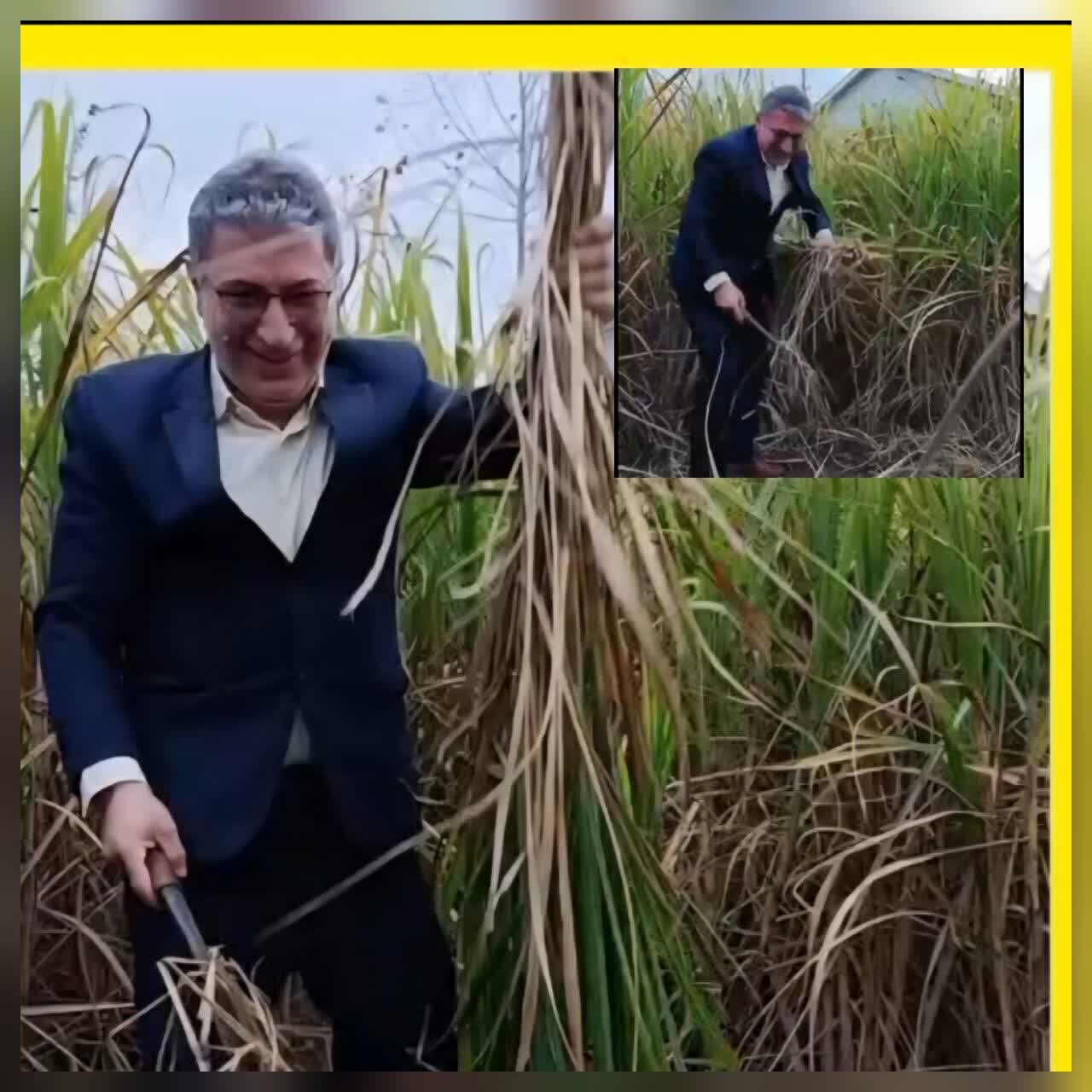 فرماندار صومعه سرا :آغاز برداشت نیشکر