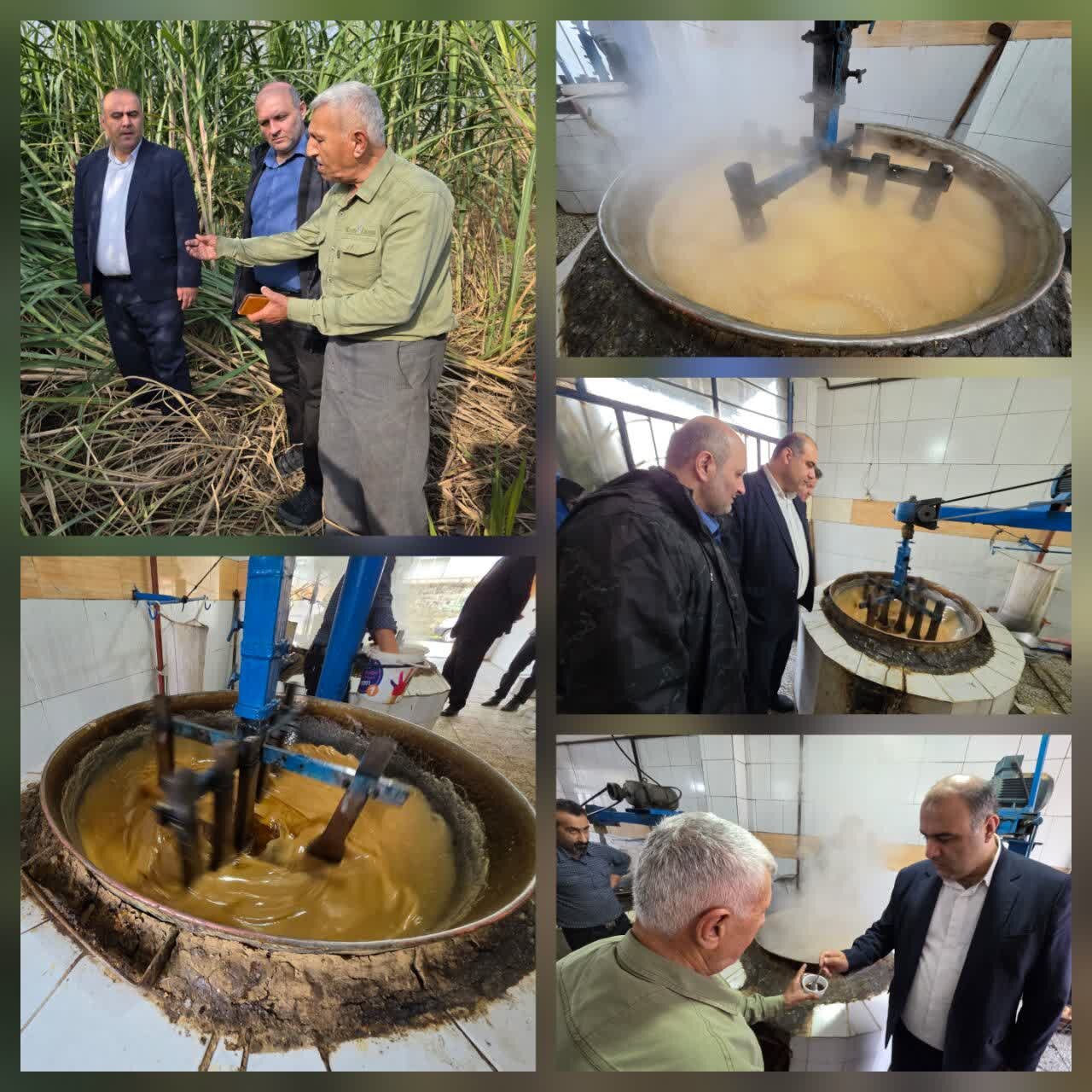 فرماندار لنگرود: لنگرود دارای ۷ هکتار سطح زیرکشت نیشکر است