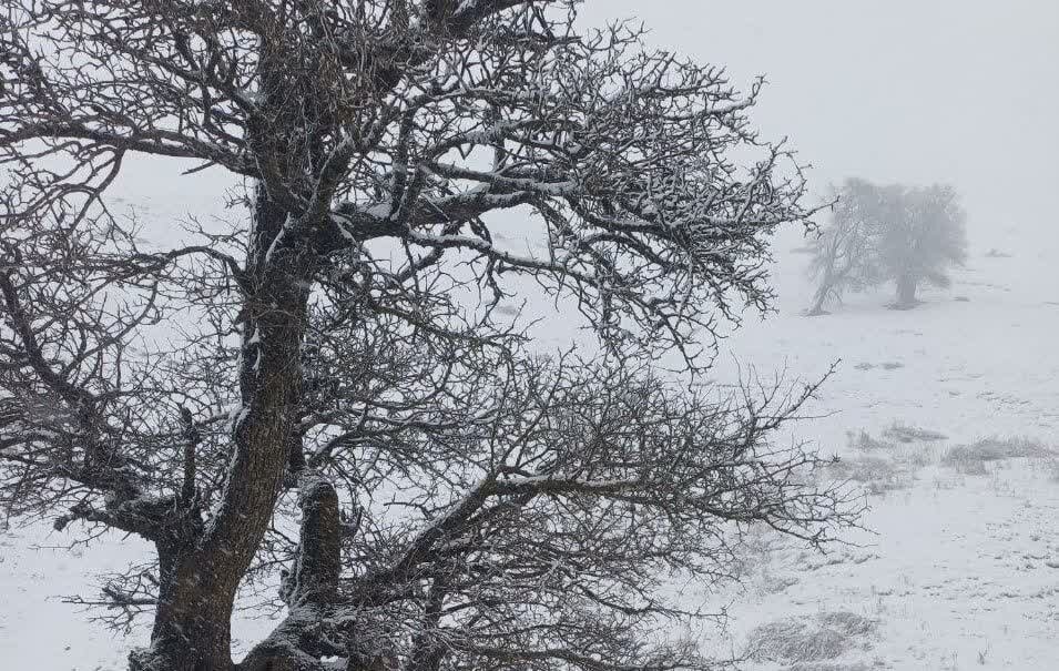 مدیرکل هواشناسی گیلان:هوای گیلان تا ۱۲ درجه سردتر می شود