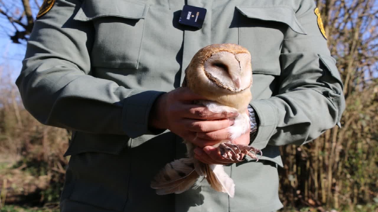 رها سازی یک بهله جغد انبار در طبیعت