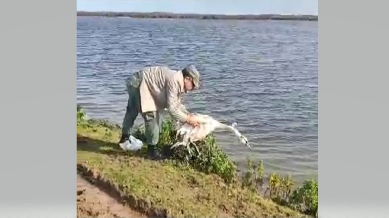 نجات یک قوی گنگ از تله صیادان در تالاب بوجاق کیاشهر + فیلم نجات یک قوی گنگ از تله صیادان در تالاب بوجاق کیاشهر + فیلم