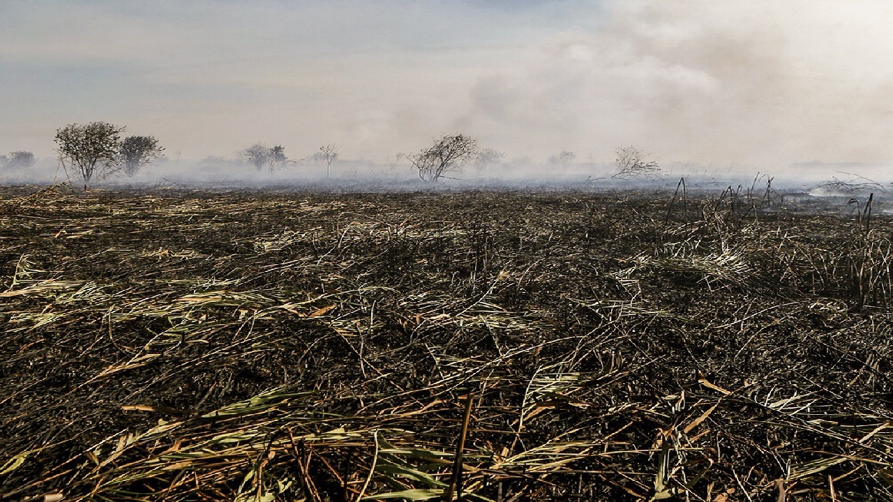 آتش در تالاب انزلی فروکش کرد/ یک نفر دستگیر شد