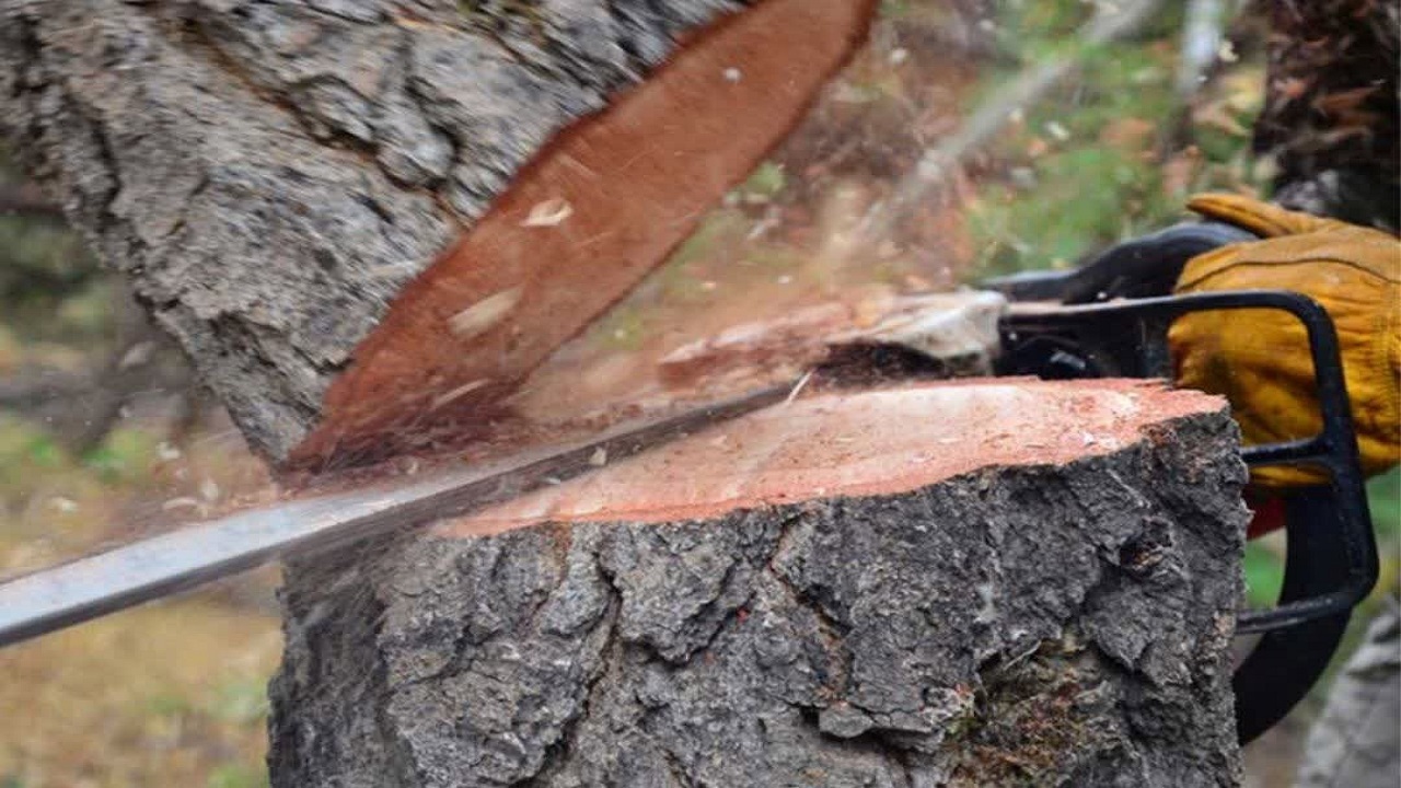 دستگیری دو قاچاقچی چوب در پناهگاه حیات وحش لوندویل آستارا دستگیری دو قاچاقچی چوب در پناهگاه حیات وحش لوندویل آستارا