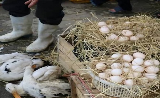 ۱۵ دهیار خاطی رشت راهی دادگاه شدند