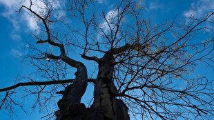 هشدار هواشناسی برای وزش باد شدید در گیلان