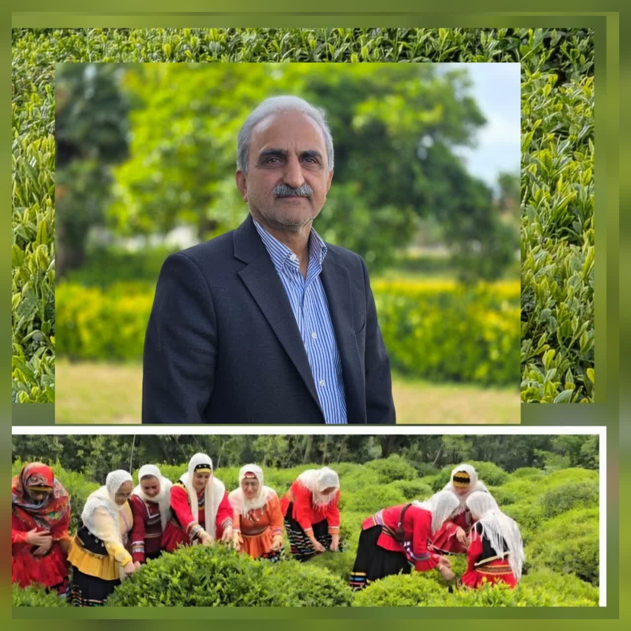 رئیس سازمان چای کشور : قیمت چای ۶۷ تا۷۲درصد افزایش یافت