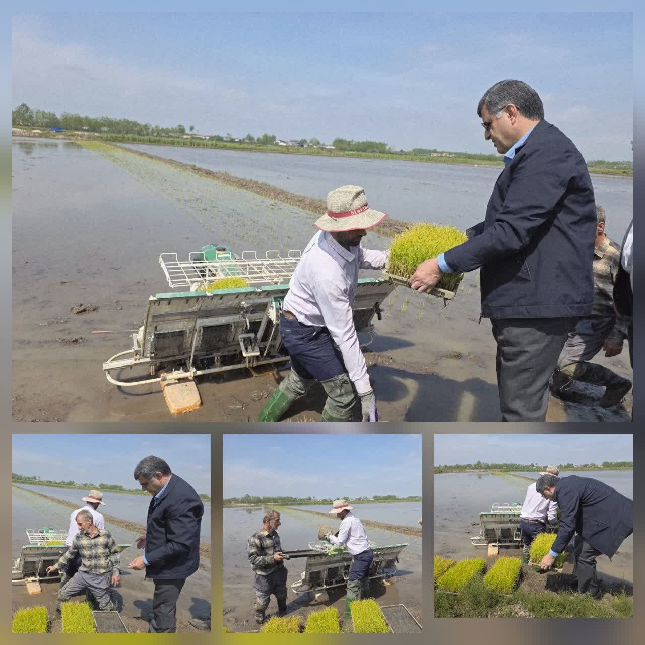 فرماندار آستانه اشرفیه :آغاز عملیات نشای مکانیزه برنج در آستانه اشرفیه با هدف‌گذاری محصولی پربار