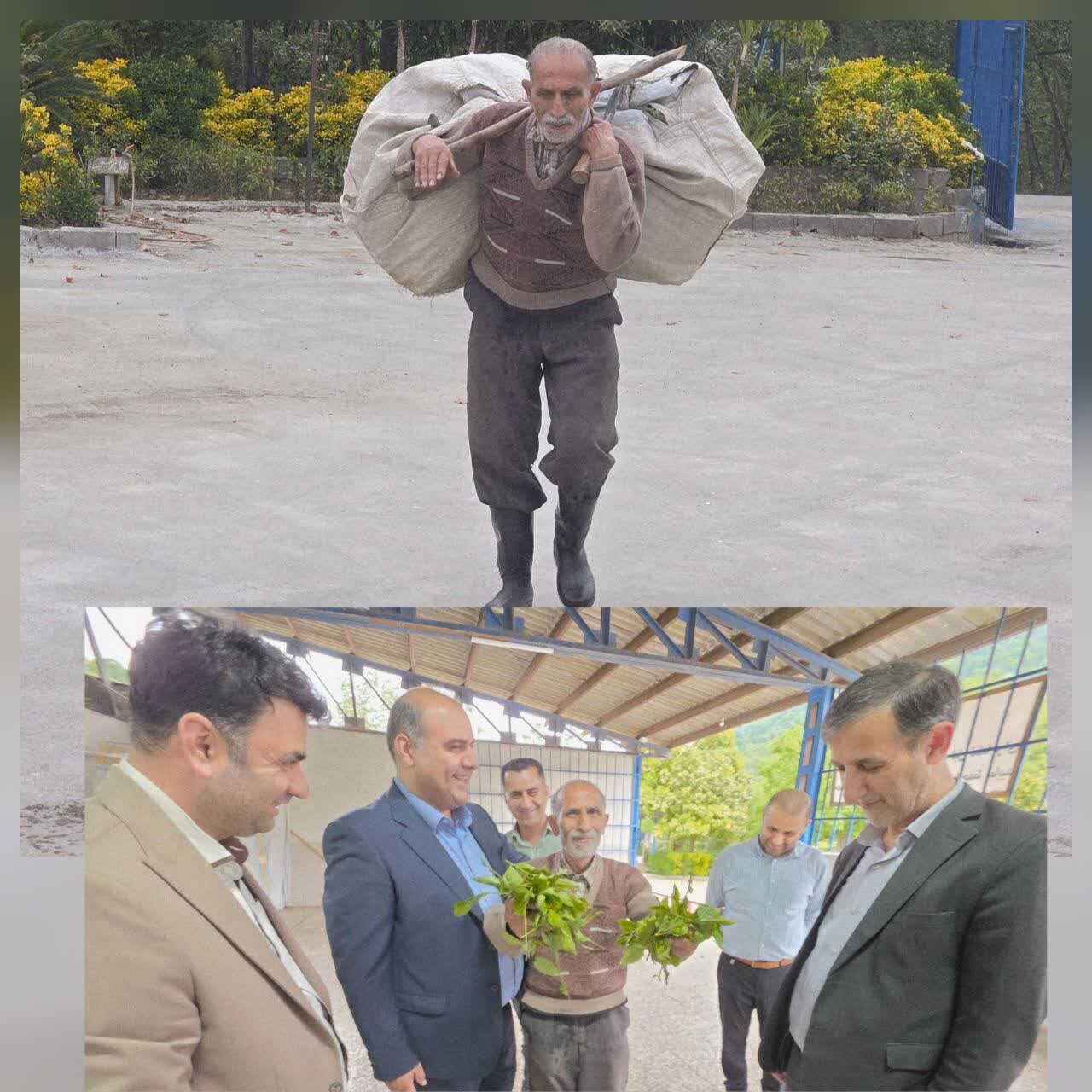 فرماندار لنگرود در گفتگو با خبرآنلاین خبر داد: جایگاه ویژه لنگروددر تولید وتجارت چای کشوراست