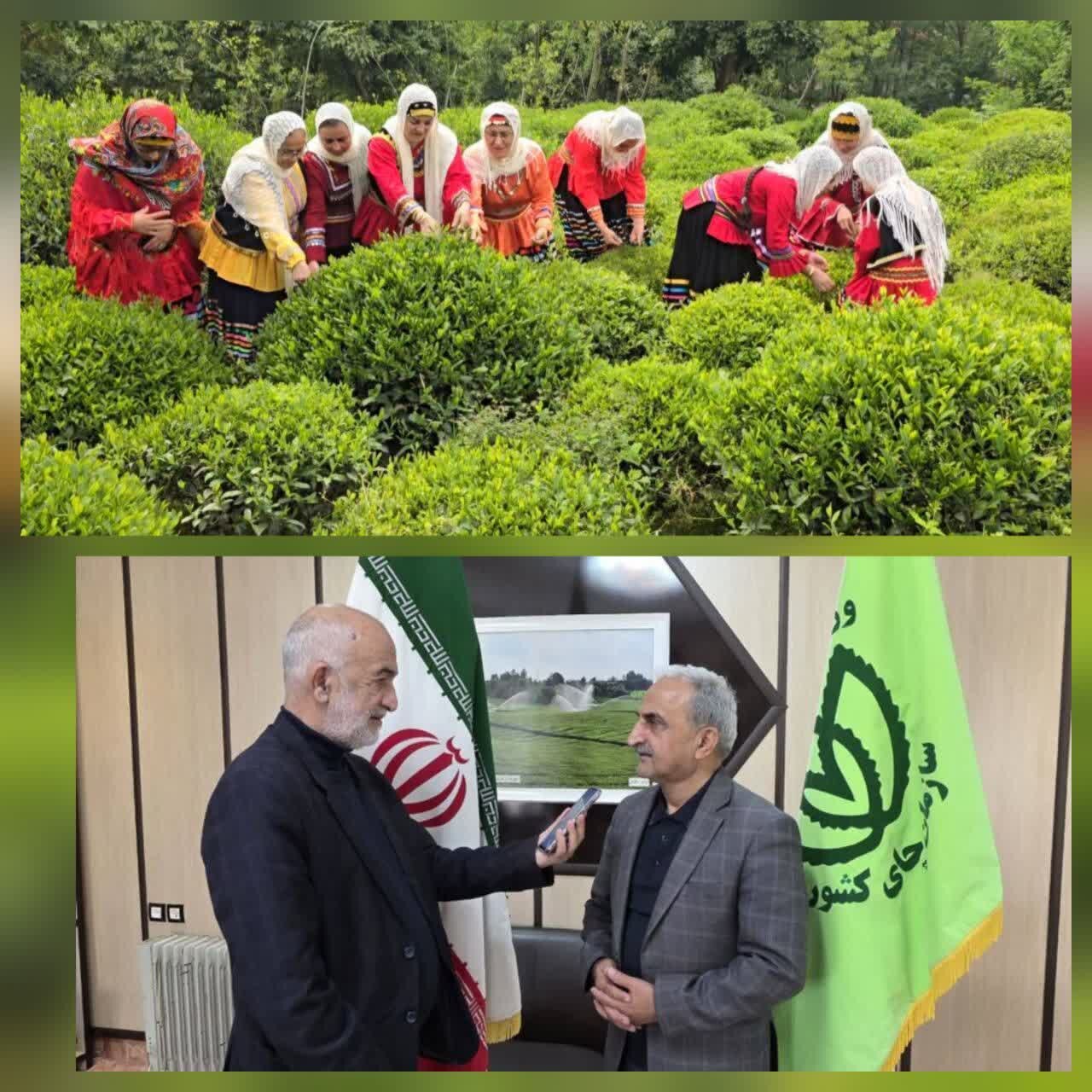 رئیس سازمان چای کشور:پرداخت ۱۵۰۰ میلیارد تومان از مطالبات چایکاران