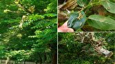 پایش میدانی آفات گیاهی در جنگل‌ها و عرصه‌های طبیعی گیلان