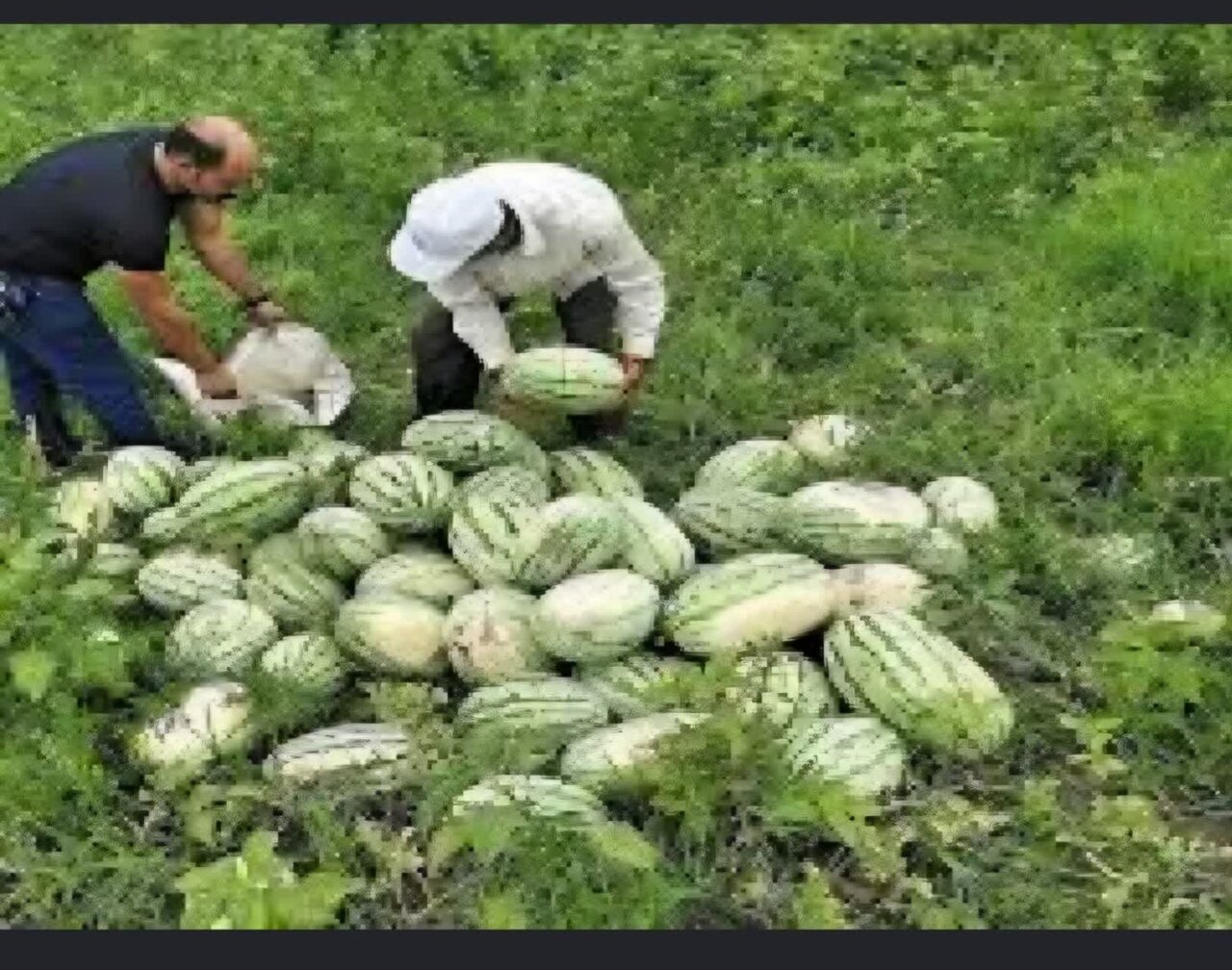 برداشت هندوانه از ۳ هزار هکتار اراضی گیلان آغاز شد