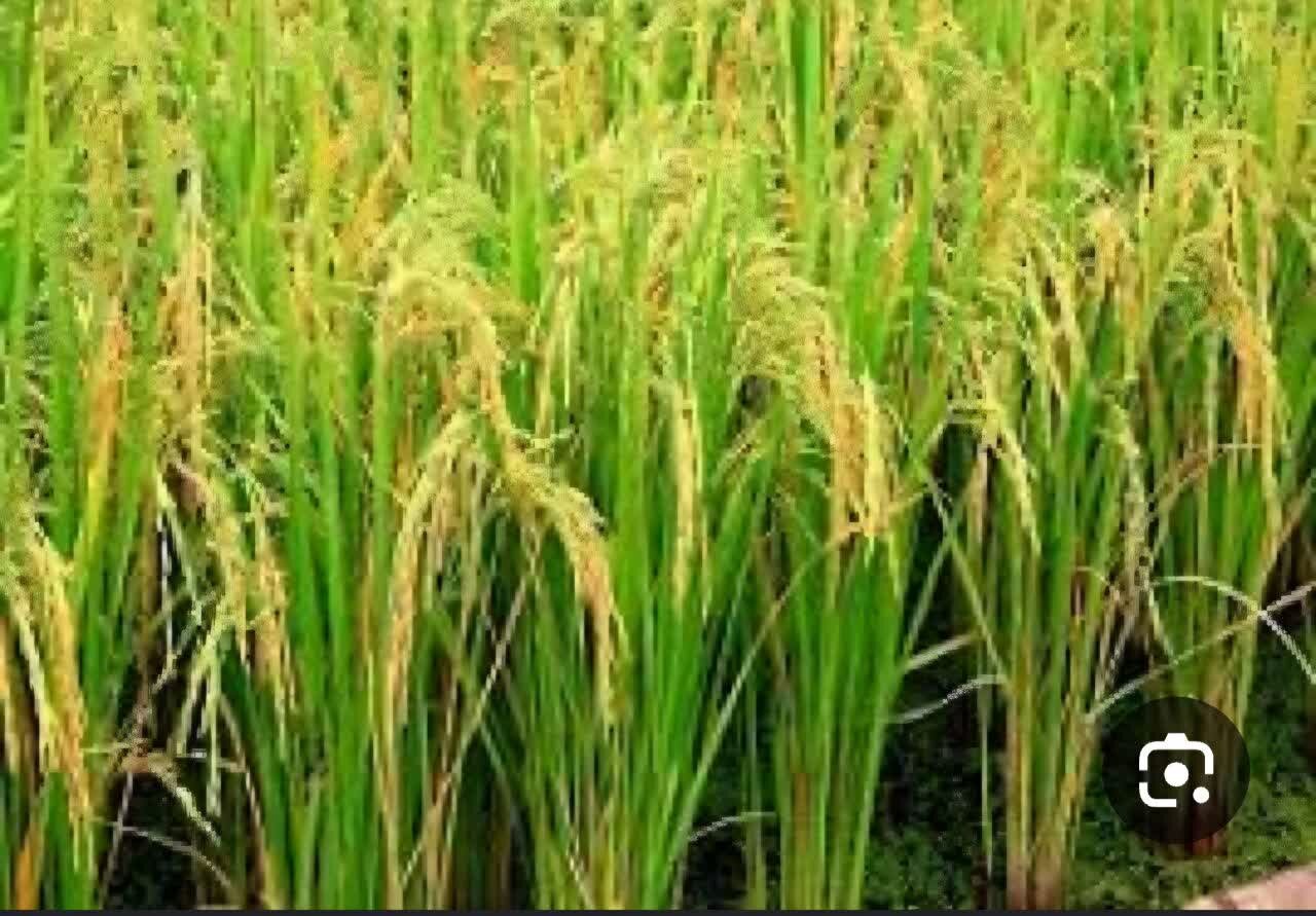 ظهور نخستین خوشه‌های برنج در شالیزارهای لنگرود