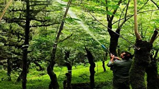 شیوع بیماری بلایت شمشاد در جنگل‌های هیرکانی